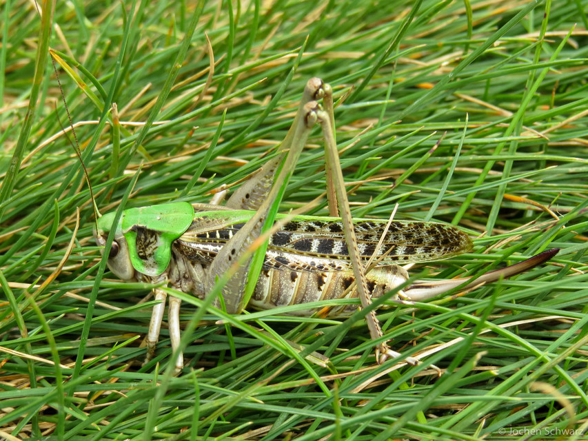 Decticus verrucivorus - szemölcsevő szöcske