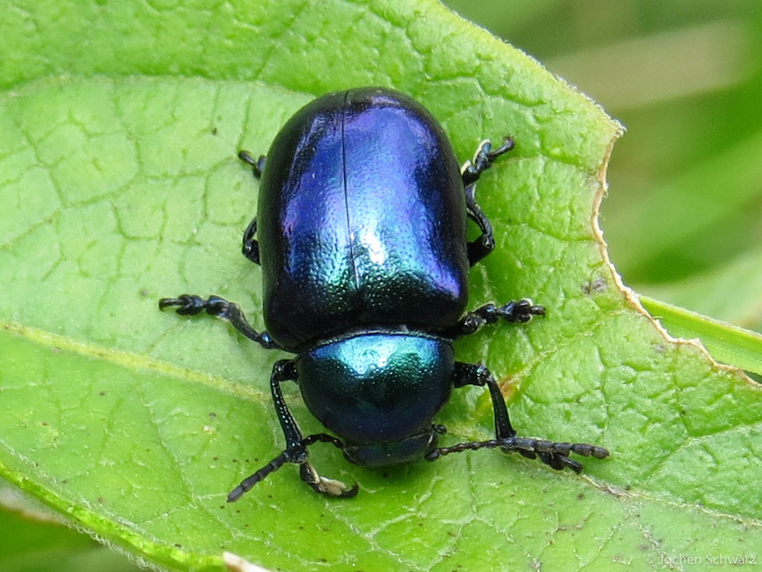 Chrysochus asclepiadeus - tündöklő méreggyiloklevelész