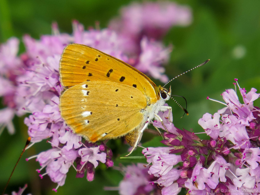 Lycaena virgaureae - arany-tűzlepke