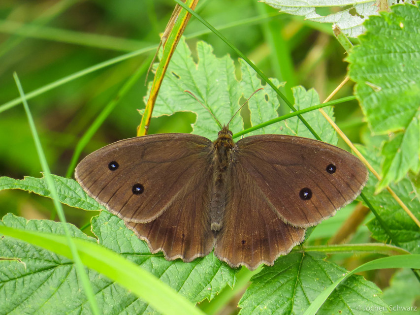 Minois dryas - fekete szemeslepke