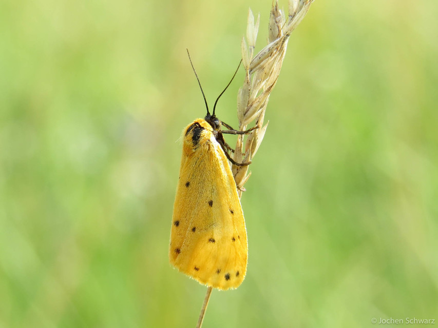 Setina irrorella - nagy molyszövő