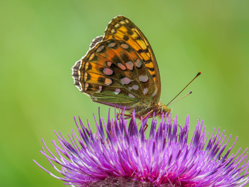 Argynnis aglaja - kerekfoltú gyöngyházlepke