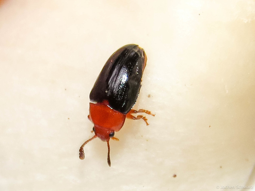 Triplax scutellaris - vörösmellű tarbogár