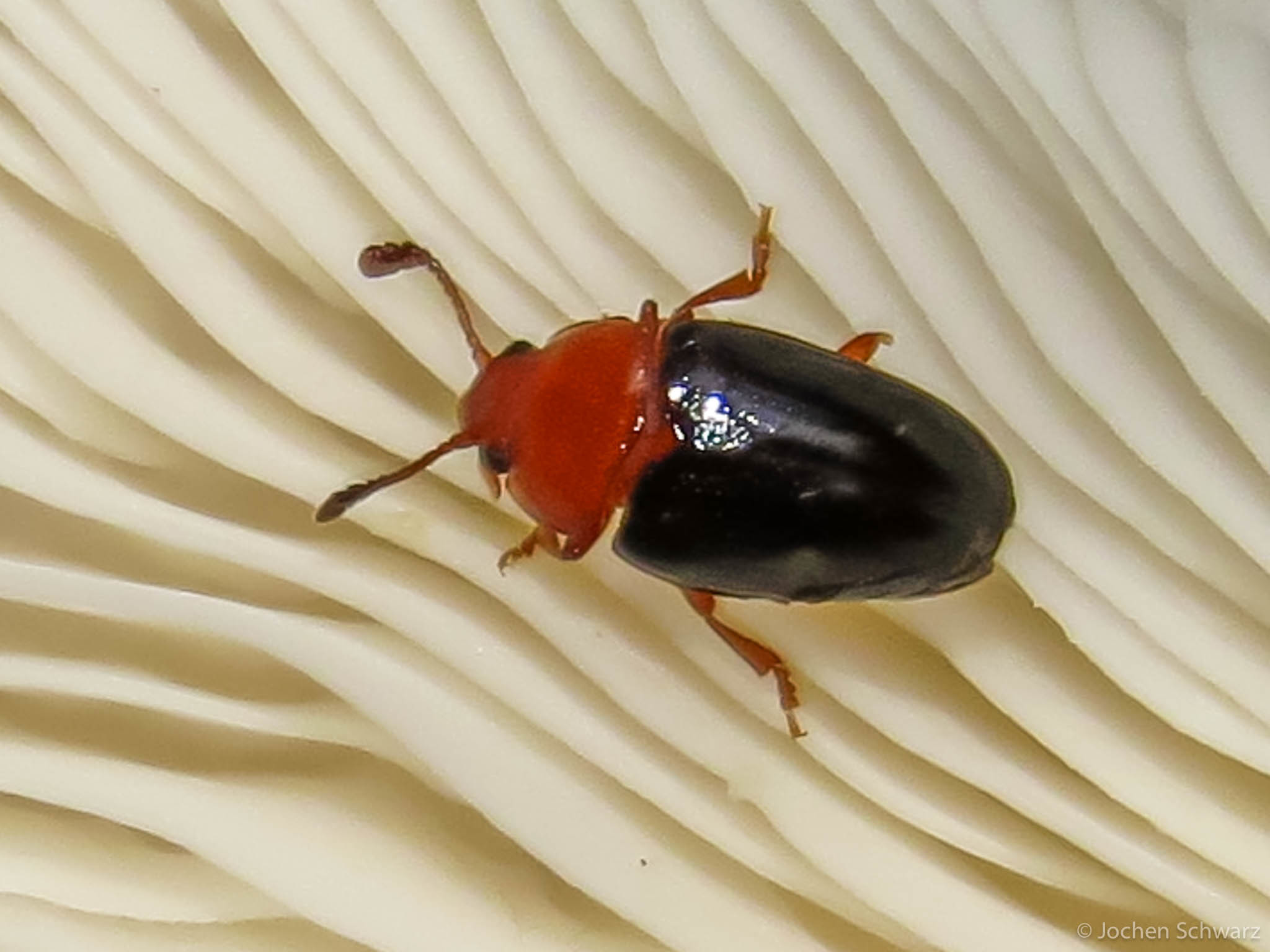 Triplax scutellaris - vörösmellű tarbogár