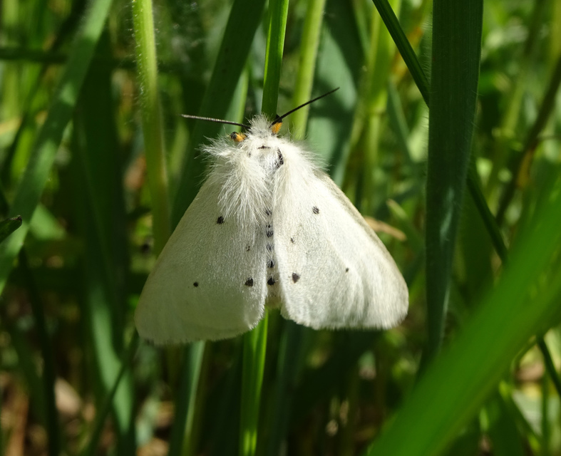 Diaphora mendica - felemás medvelepke