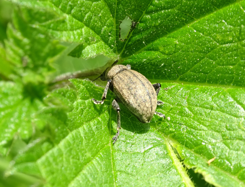 Otiorhynchus ligustici - vincellér-gyalogormányos