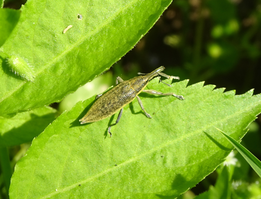 Lixus iridis - bürökfúró dudvabarkó