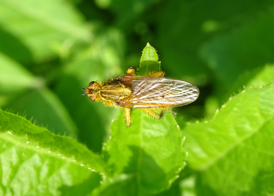 Scathophaga stercoraria - közönséges trágyalégy