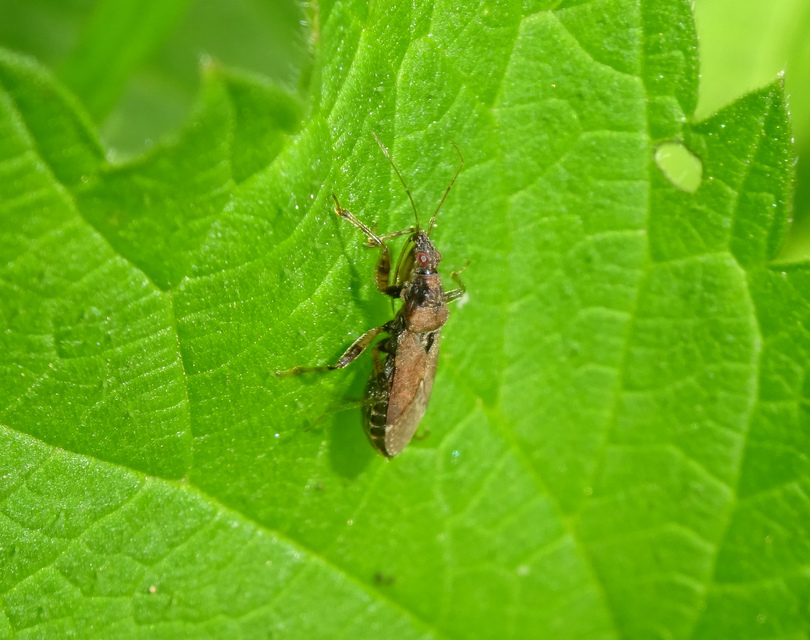 Himacerus mirmicoides - csalán-tolvajpoloska