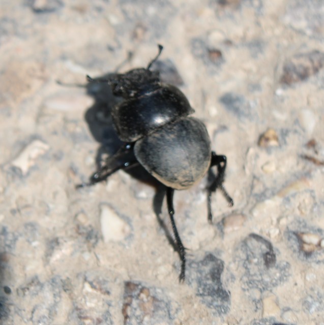 Lethrus apterus - nagyfejű csajkó