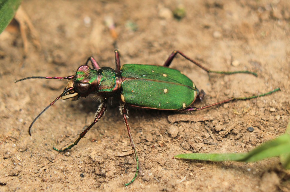 Cicindela campestris - mezei homokfutrinka