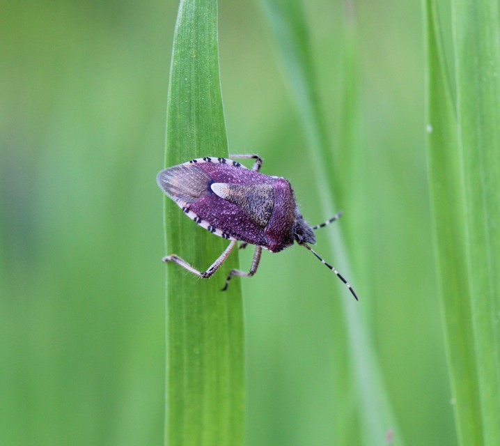 Dolycoris baccarum - közönséges bogyómászó-poloska Dolycoris baccarum - közönséges bogyómászó-poloska