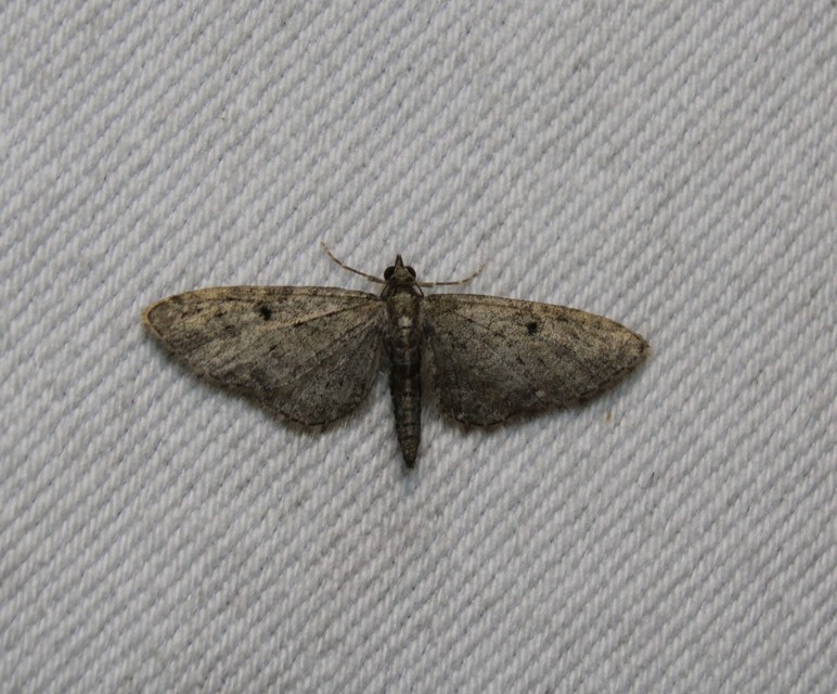 Eupithecia virgaureata - aranyvessző-törpearaszoló