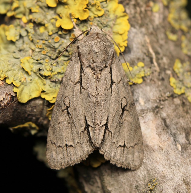 Acronicta cuspis/tridens/psi