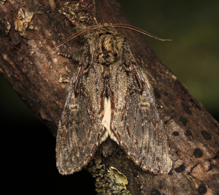 Peridea anceps - füstös púposszövő