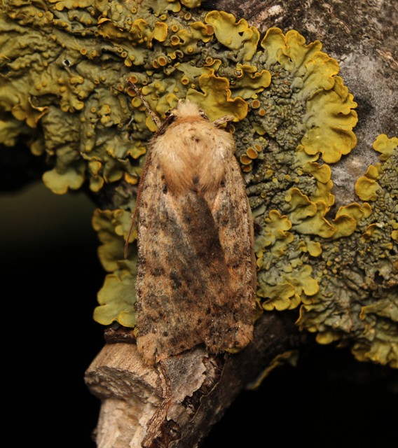 Conistra rubiginea - vörös őszibagoly