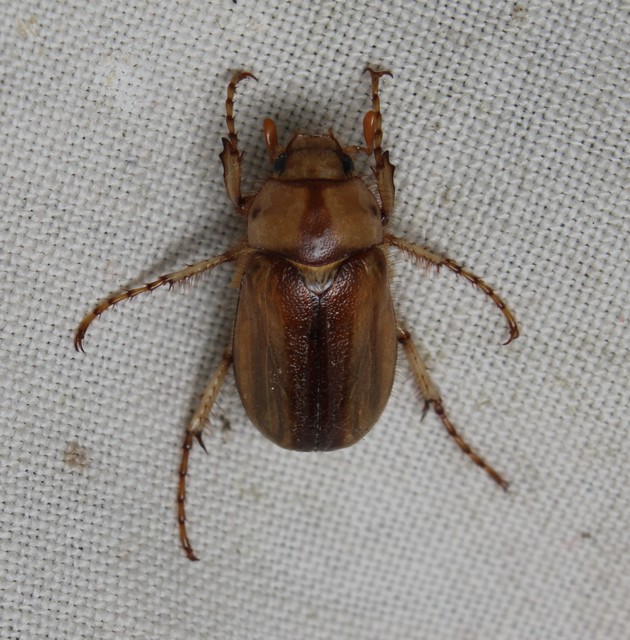Rhizotrogus aestivus - tavaszvégi cserebogár