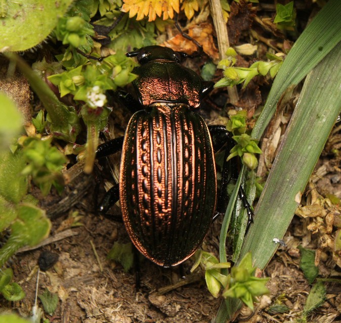 Carabus ulrichii - rezes futrinka Carabus ulrichii - rezes futrinka