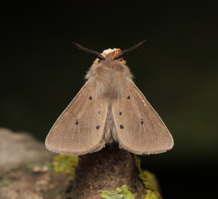 Diaphora mendica - felemás medvelepke