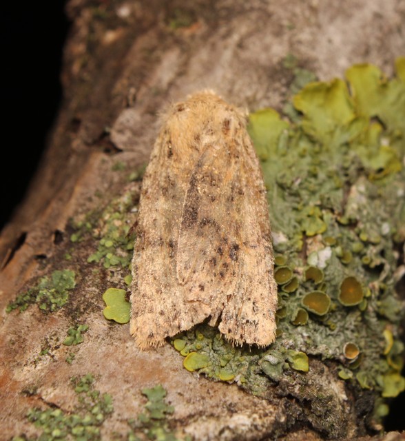 Conistra rubiginea - vörös őszibagoly