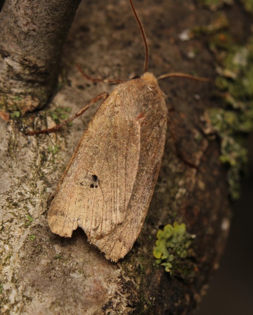 Conistra erythrocephala - vörösfejű őszibagoly