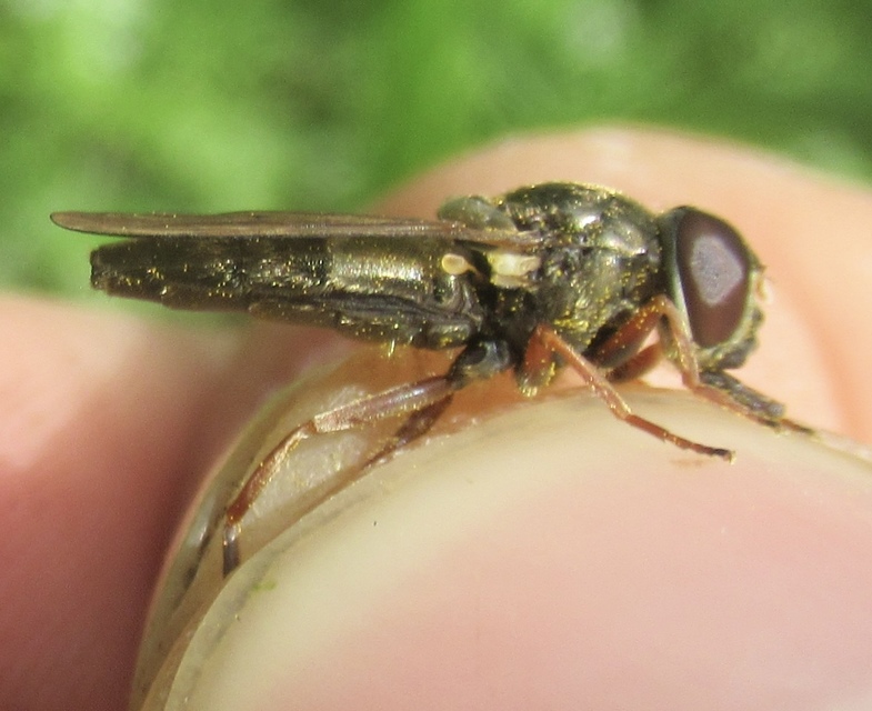 Cheilosia flavipes - barnacombú bronzlégy