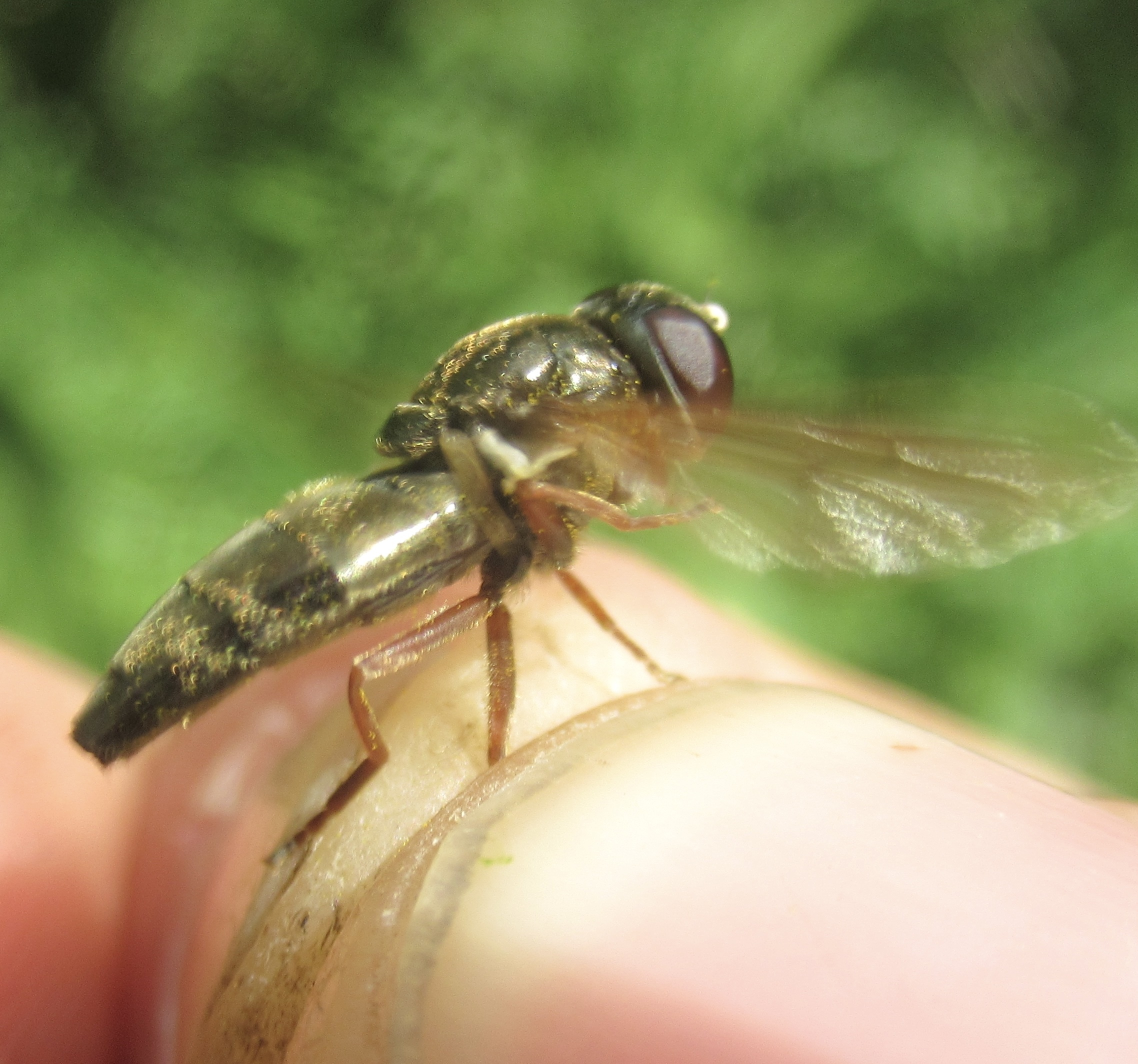 Cheilosia flavipes - barnacombú bronzlégy