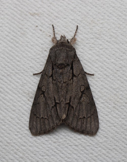 Acronicta cuspis/tridens/psi