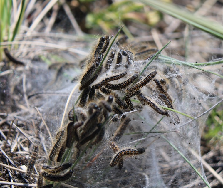 Malacosoma castrensis - kutyatejszövő
