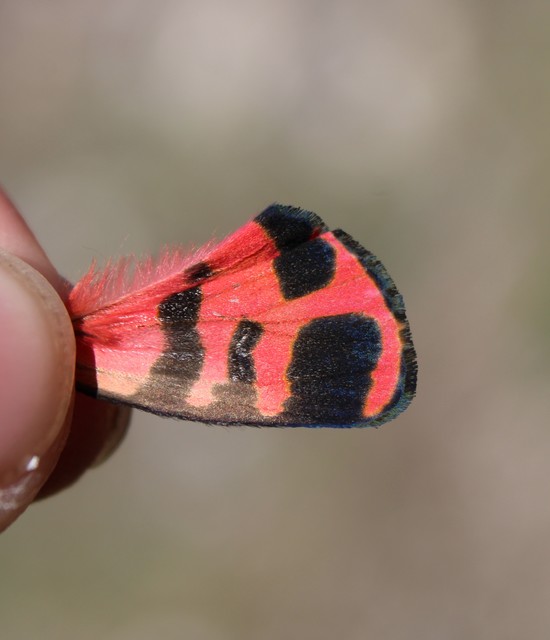 Arctia festiva - díszes medvelepke