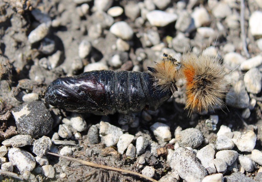 Arctia festiva - díszes medvelepke