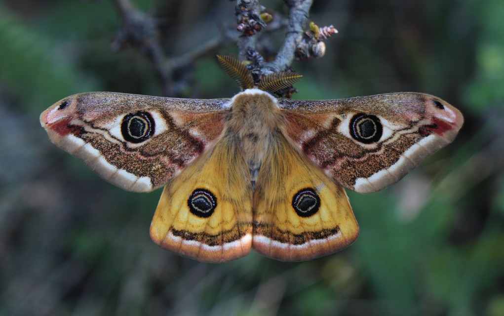 Saturnia pavoniella/pavonia