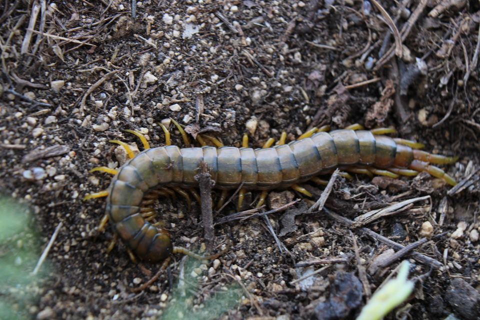 Scolopendra cingulata - öves szkolopendra