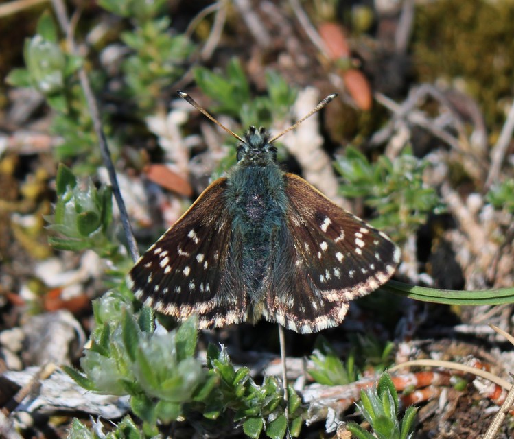 Spialia orbifer - törpe busalepke