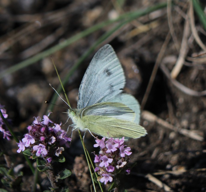 Pieris ergane - sziklai fehérlepke