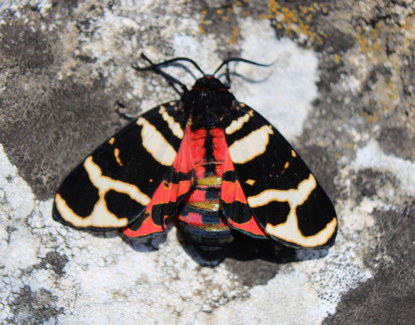Arctia festiva - díszes medvelepke
