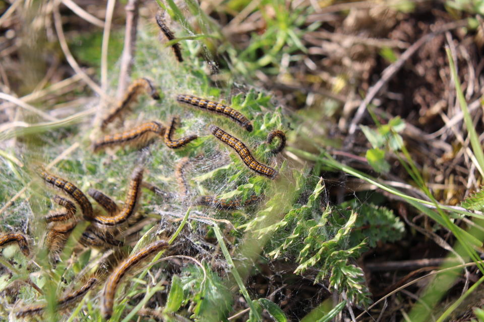 Malacosoma castrensis - kutyatejszövő