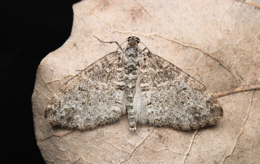 Lobophora halterata - szárnyfüggelékes araszoló