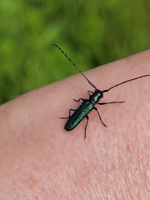 Agapanthia violacea - kék somkórócincér