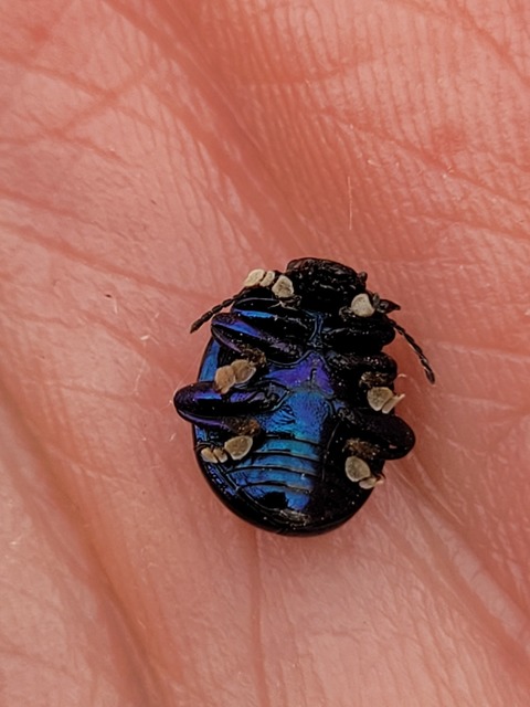 Chrysolina sturmi - vöröslábú levelész