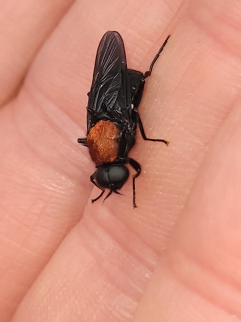 Clitellaria ephippium - tüskéshátú légy