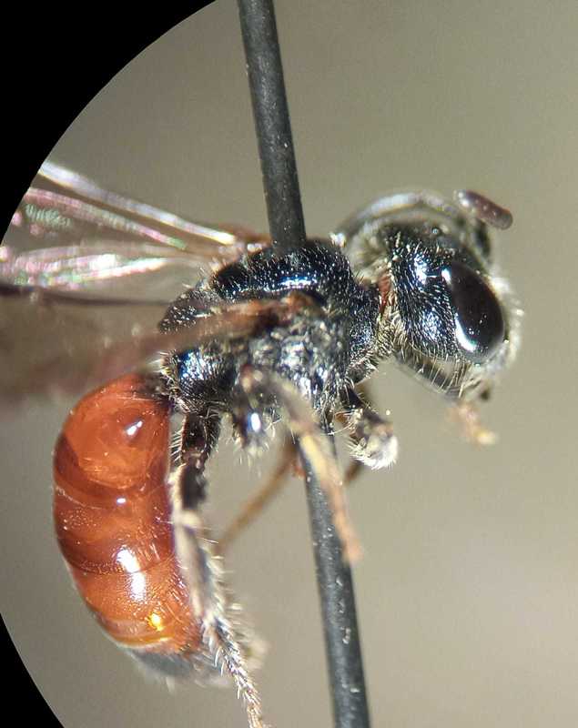 Sphecodes monilicornis