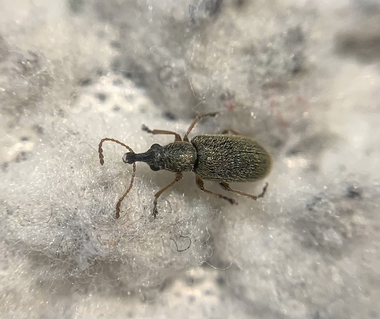 Cimberis attelaboides - fekete fenyő-áleszelény