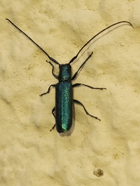 Agapanthia violacea - kék somkórócincér