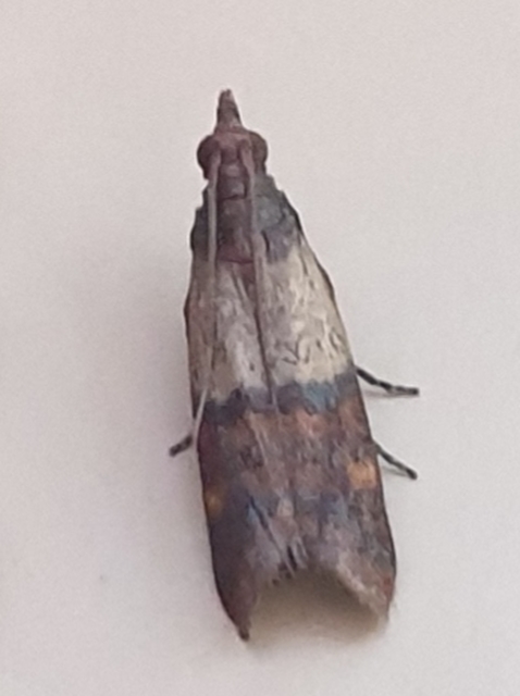 Plodia interpunctella - aszalványmoly
