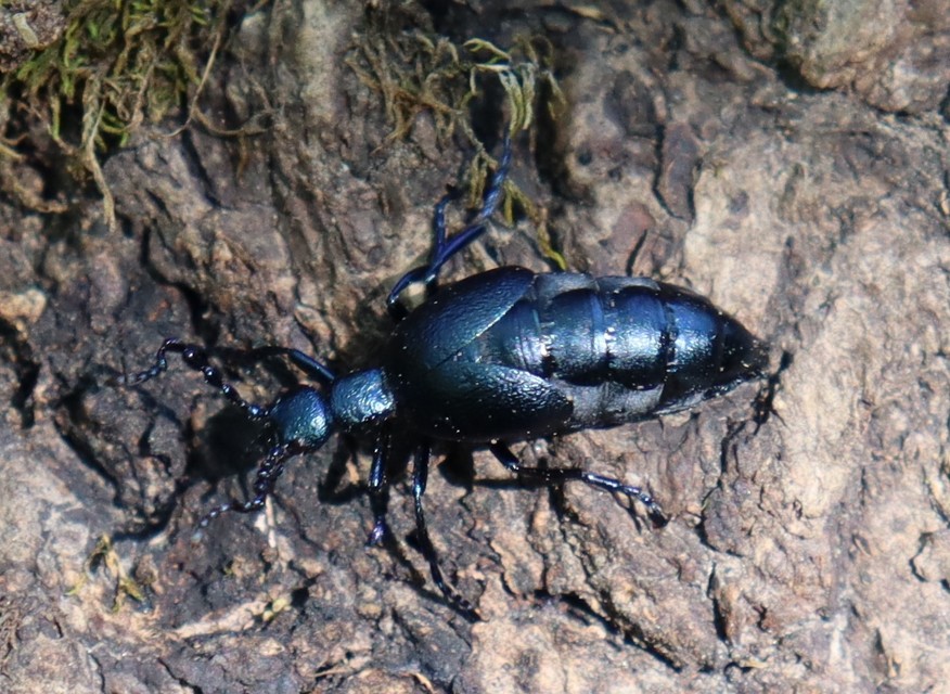 Meloe violaceus - kék nünüke