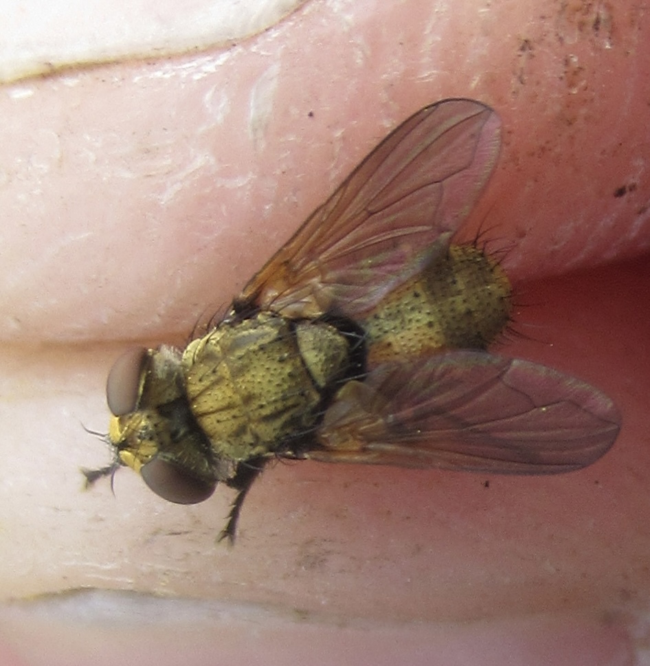 Eliozeta pellucens
