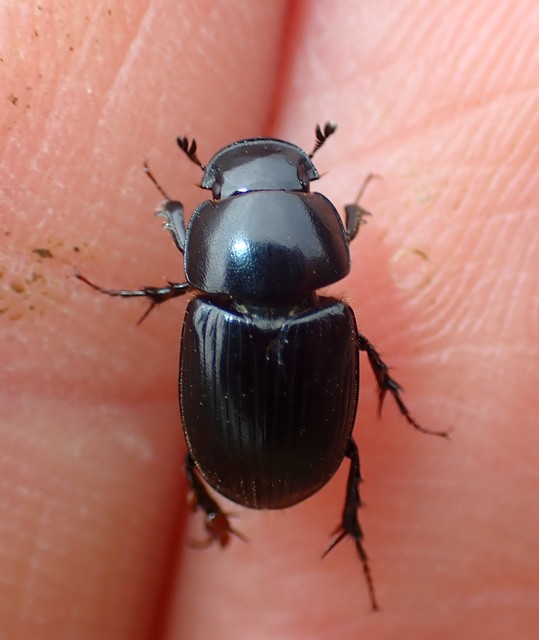 Aphodius depressus - lapos trágyabogár