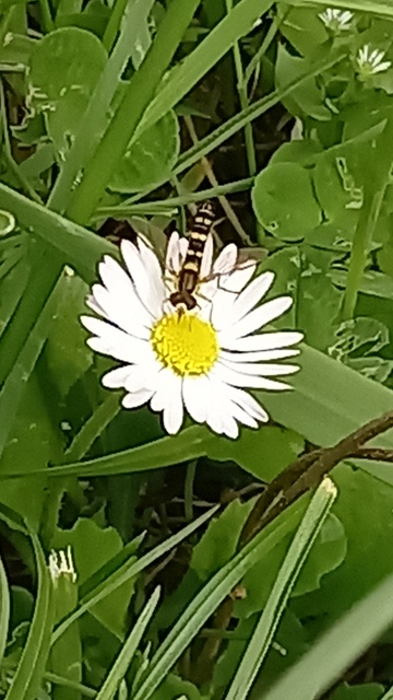 Sphaerophoria