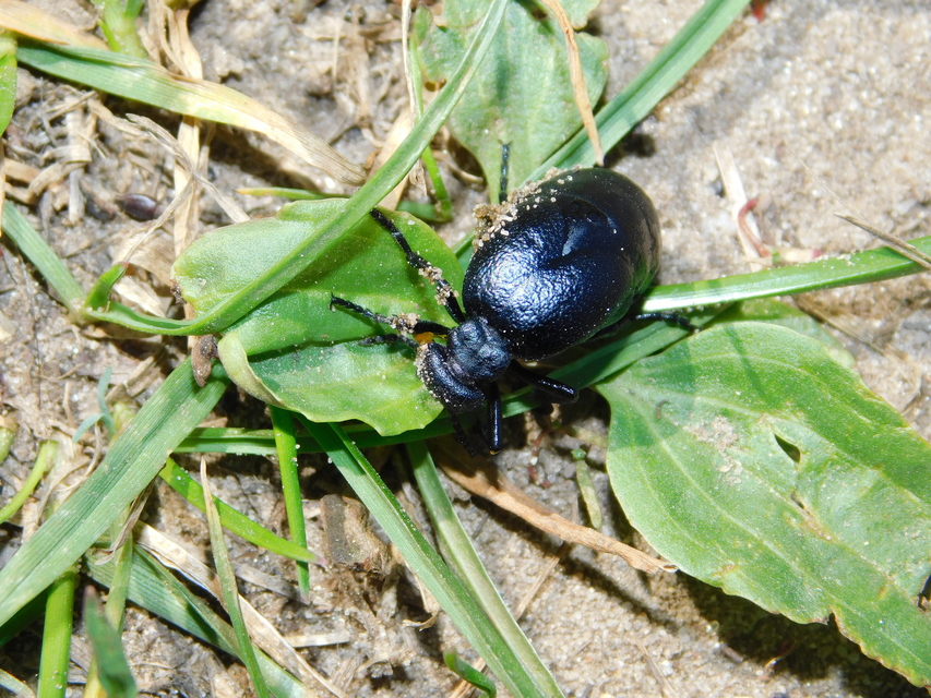 Meloe scabriusculus - érdes nünüke